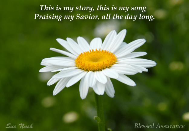 blessed-assurance daisy