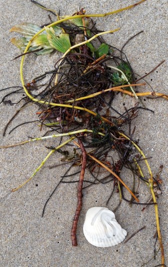 lantana beach walk (15)c