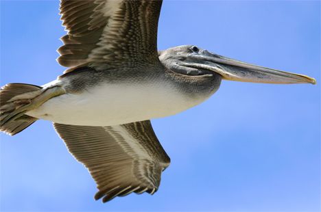pelican 2