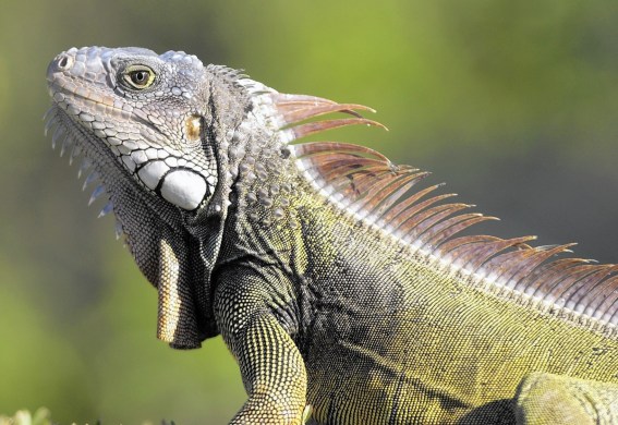 fl-iguanas-rebound-20151009